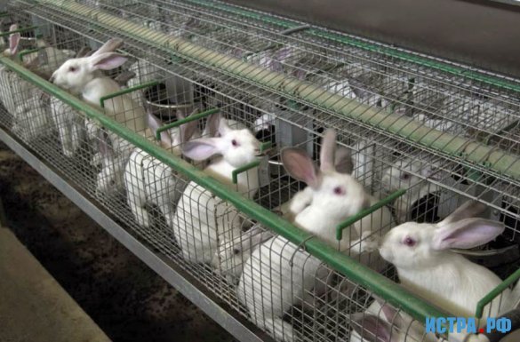 Насколько выгодно разведение кроликов на ферме